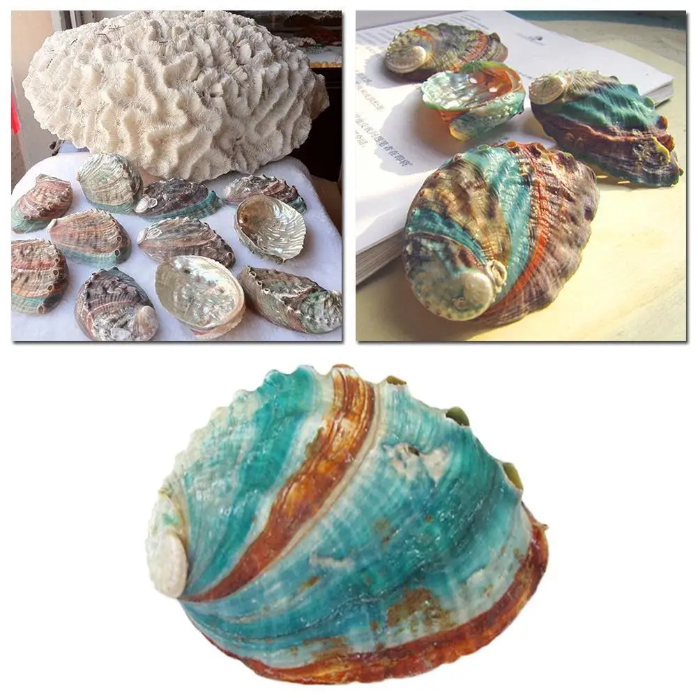 

8-12cm Natural Rare Big Conch Shell Green Turbo Nautical Home Decor Collectibles Specimen Stripe Snail Seashell Wedding Decor