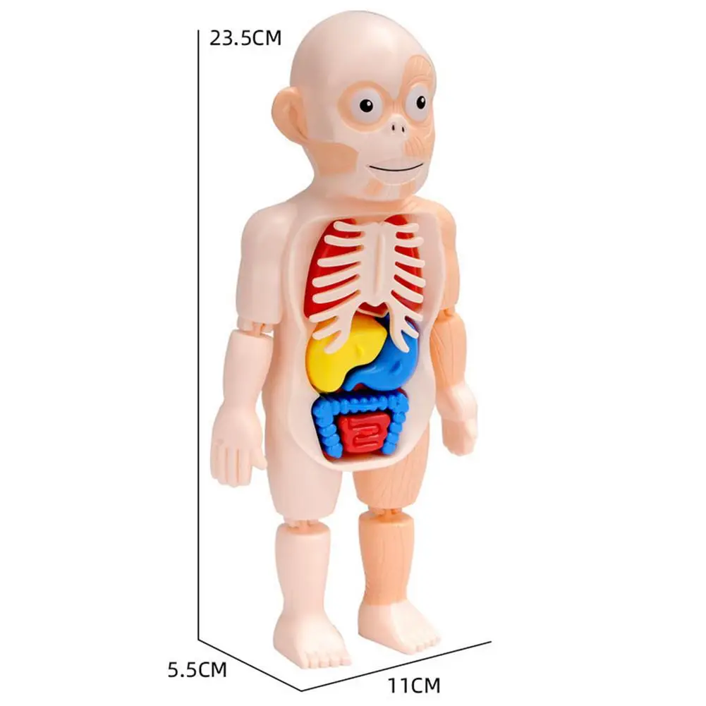 

Human Model Children Science Education Toys DIY Assembled Enlightenmen Toys Montessori Body Structure Funny Toys