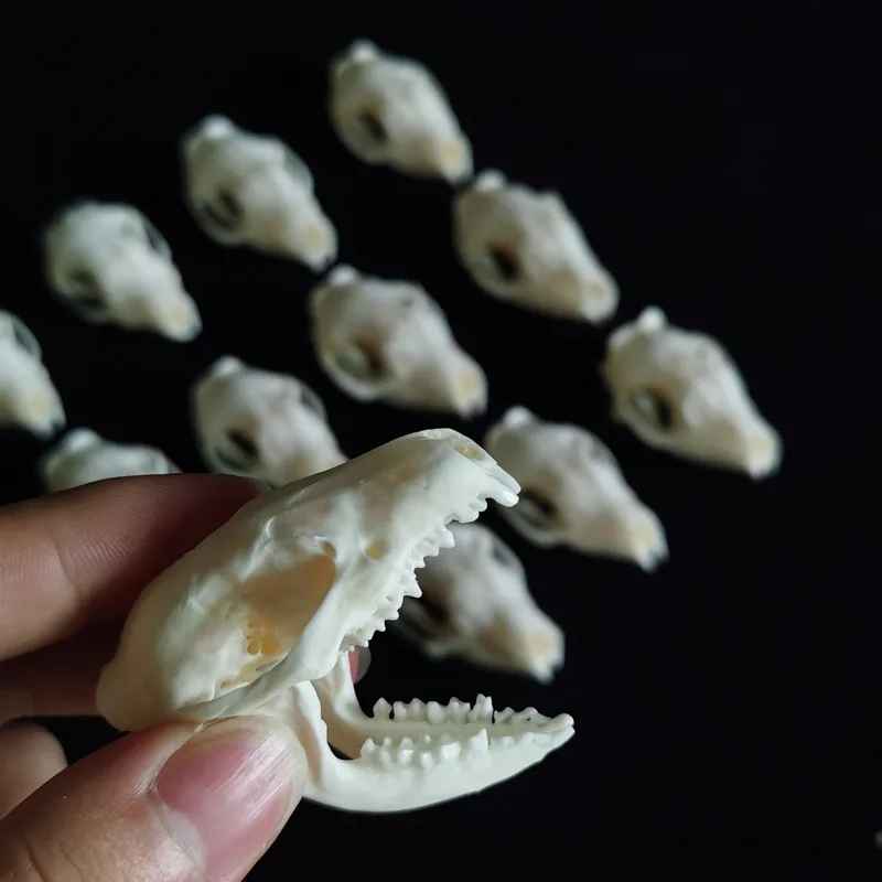 

12-2pcs Pure Natural Taxidermy Animal Skull Teaching Skeleton Ornament Home Decor Craft Lucky Skull orations Medicine Christmas