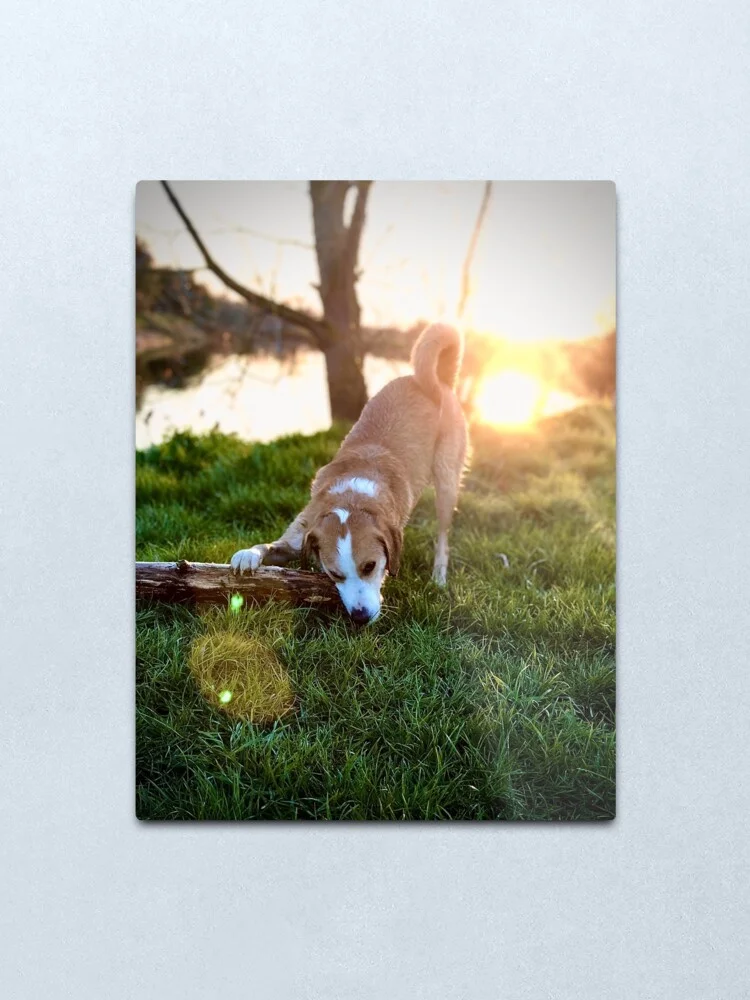 

cool dog Metal Print Tin Sign Vintage Metal Wall Sign Plaque Retro Garage Shed Car