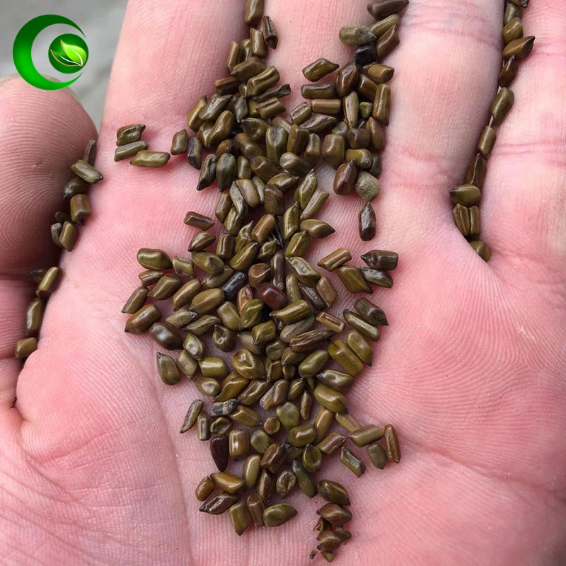 

Semen Cassiae,Semen Cassiae Torae,Cassia Obtusifolia,Jue Ming Zi,SemenCassiae,SemenCassiae Tea,Catsia Tora Linn,Leguminosae