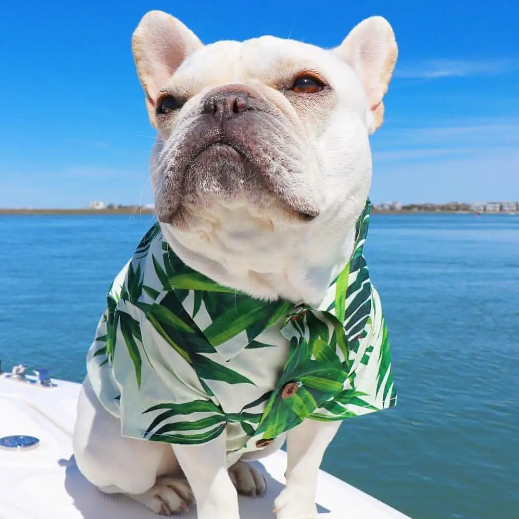 

Summer Hawaii Dog Beach Shirt Sweet Leaf Bananas Print Dog Clothes Lovely French Bulldog Tshirts Shih Tzu Clothing Pet Costume