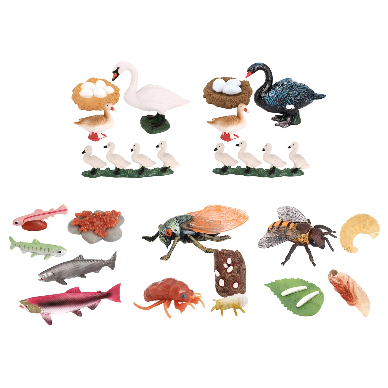 Realistic Life Cycle of Animals Insects Set - 4 Separate Pieces in Set -