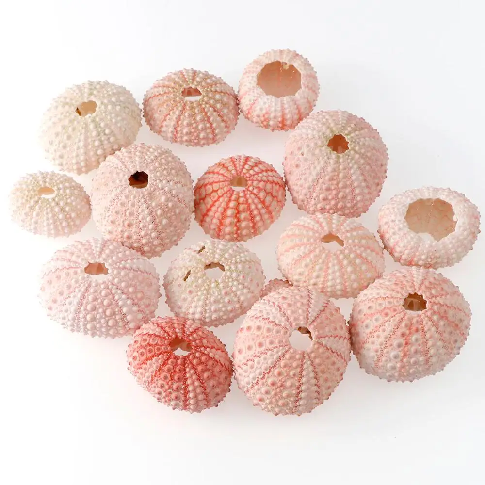 

2/4/6Pcs 3.5-5 CM Natural Small Pink Sea Urchin Shell Natural Shell Conch Beach Wedding Decoration Coastal Home Decoration
