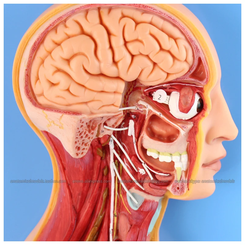 12415/модель для изучения симпатической нервной системы человека обучающая