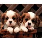 Алмазная живопись Стразы 5D DIY с животными