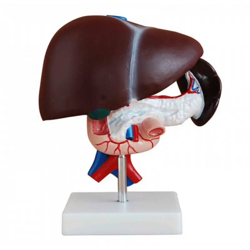 

Liver and pancreas heteum model