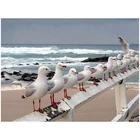 Чайка океан 