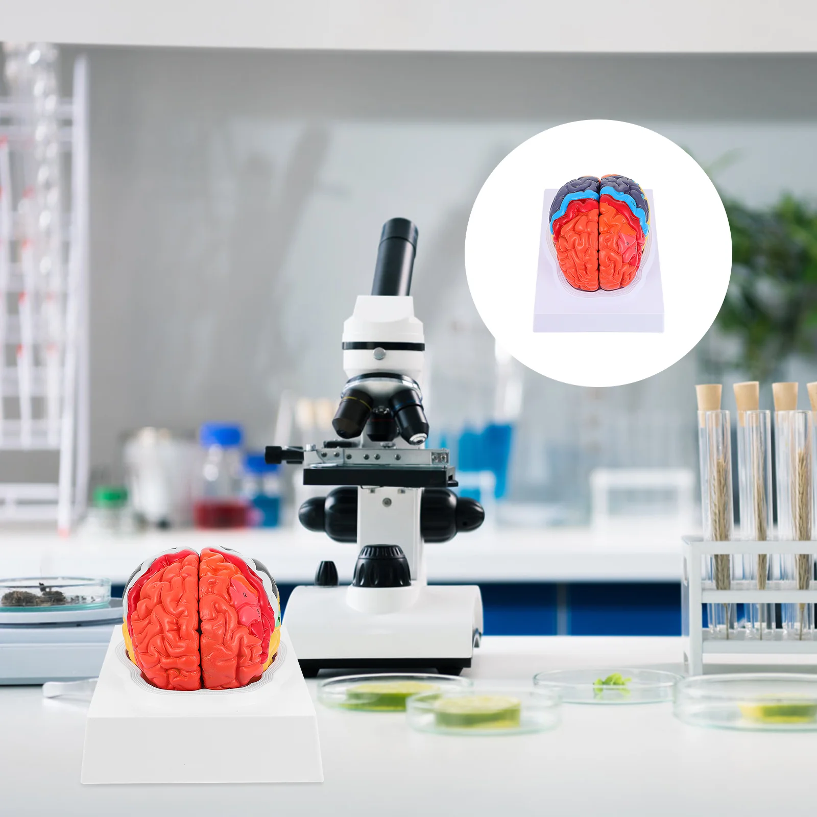 

1 Set Human Brain Teaching Model Brain Anatomical Display Model with Rack