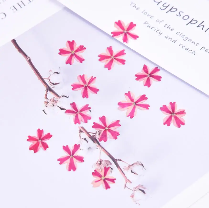 

Pressed Dried Verbena hybrida Voss Flower Plants For Epoxy Resin Jewelry Making Bookmark Phone case Face Makeup Nail Art DIY