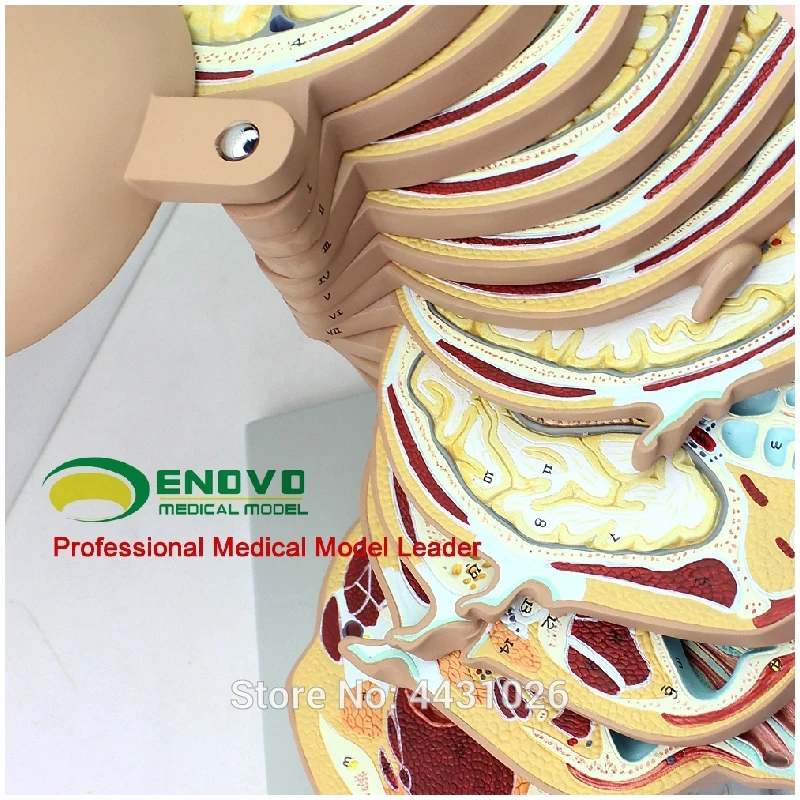 Эново мозговая транссекция модель для медицинского мозга КТ mrт магнитно