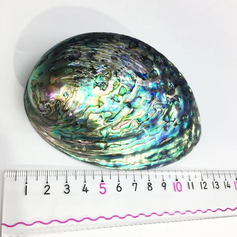 1pc 9-12cm Natural Bright Shiny Abalone Shell Nautical Blue Decor Seashells Fish Tank Aquarium Decoration Shells | Дом и сад