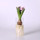 Прозрачная стеклянная ваза для цветов, гидропонный держатель для растений, контейнер, ваза для небольших цветов