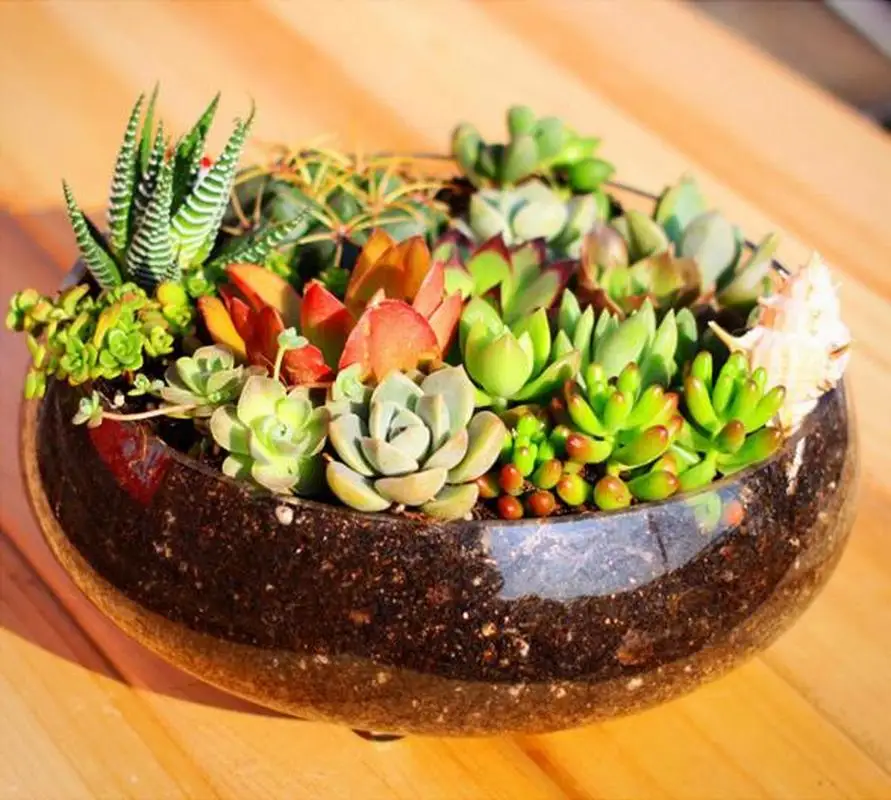 500 г/упак. зеленое растение питомник органическое питательное растительное