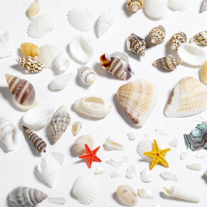 

2021 New Nail Art Jewelry Natural Starfish Conch Set Korean Ocean Wind Irregular Abalone Shell Nails Accessories kit