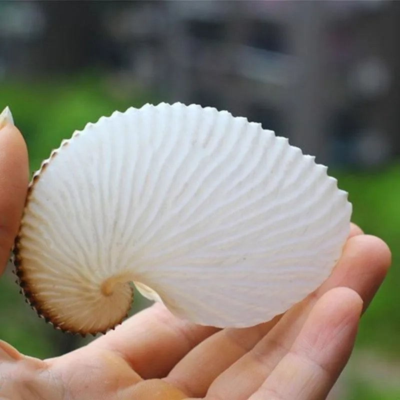 1pc 5cm Natural Conch Shell Mediterranean Terraces Wall Decoration Collection Gifts Large Octopus Coral Snail Shells Specimens | Дом и сад