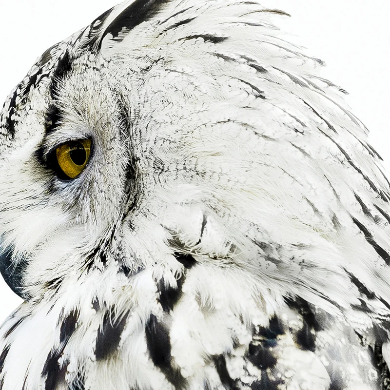 Сова плакаты и принты настенная живопись холст настенные картины для гостиной