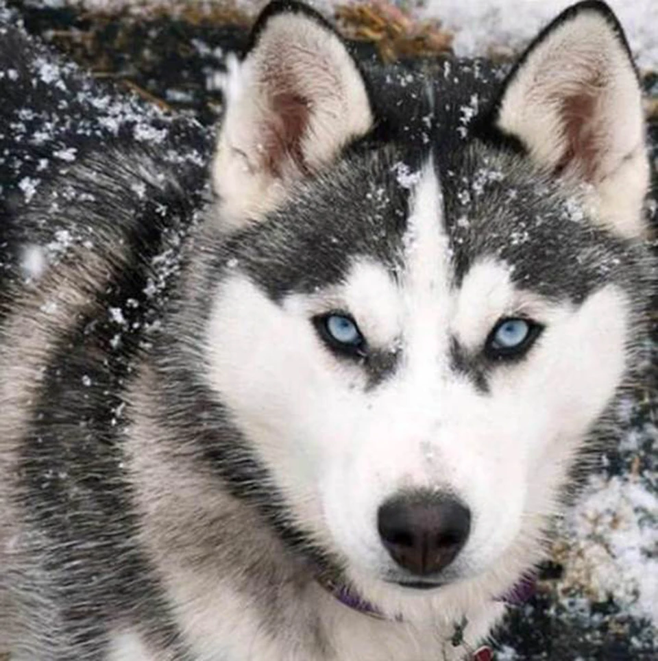 Алмазная 5D картина Eskimo Sled Dog полноразмерная мозаика сделай сам с изображением