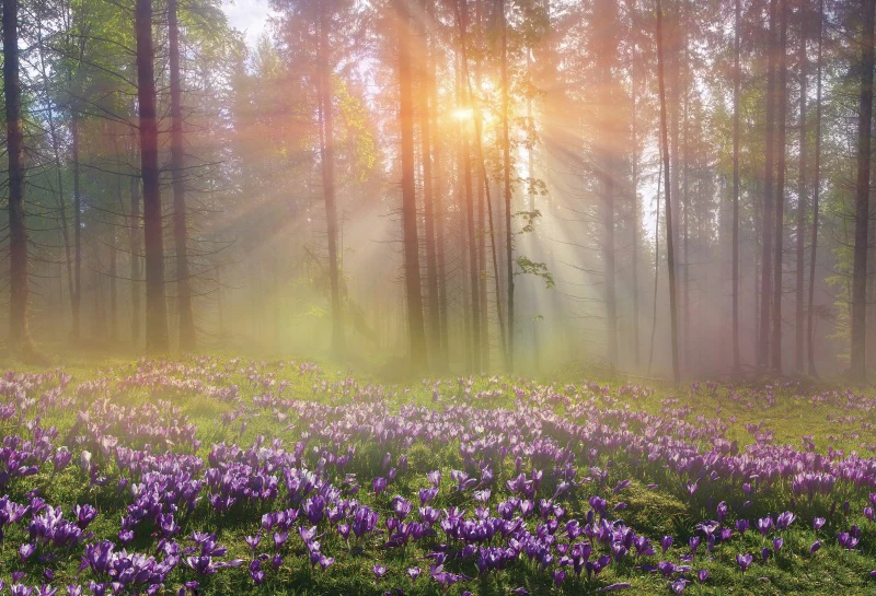 Сценические фоны для фотосъемки Сельский Природный Весенний сад луга деревья