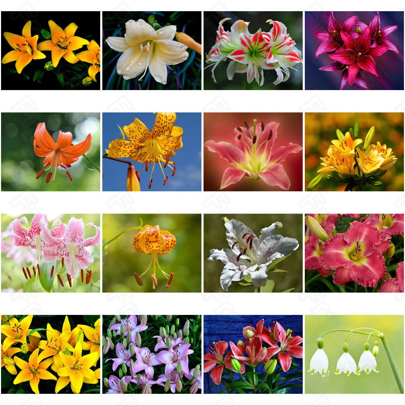 

Diy Diamond Painting Lily Flower Plant Square Diamond Round Diamond Decoration Customizable Wall Art Decoration Frameless