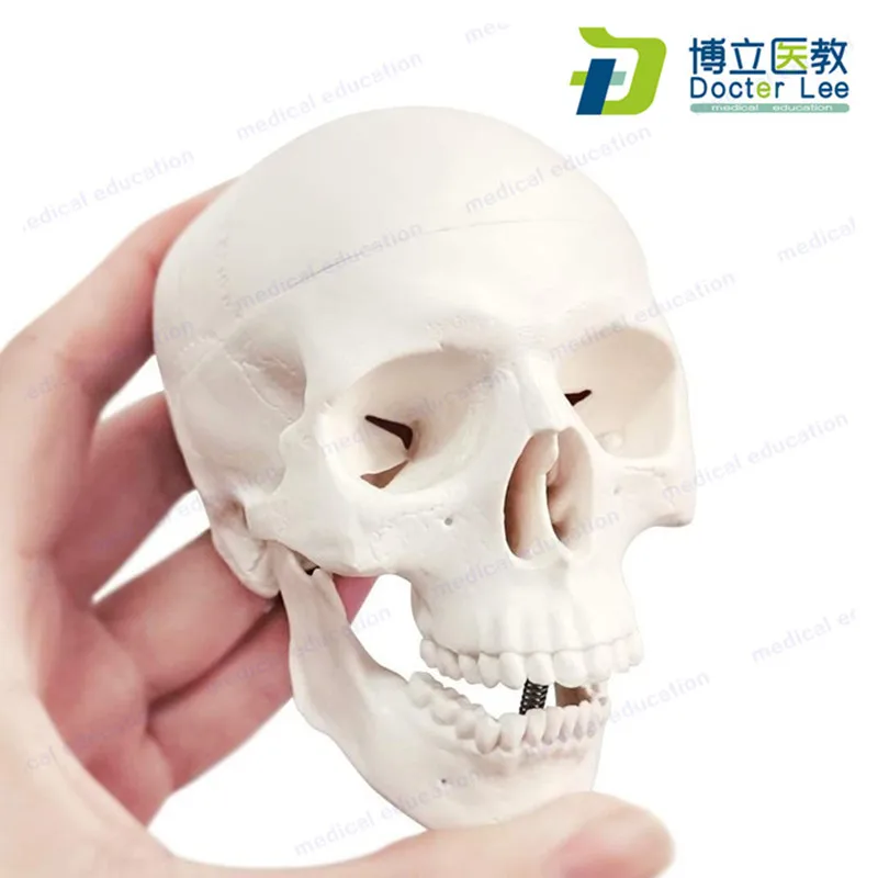 

Модель человеческого черепа из 3 частей, анатомическая голова, медицинская модель, дешевая анатомическая модель черепа, удобный обучающий и...