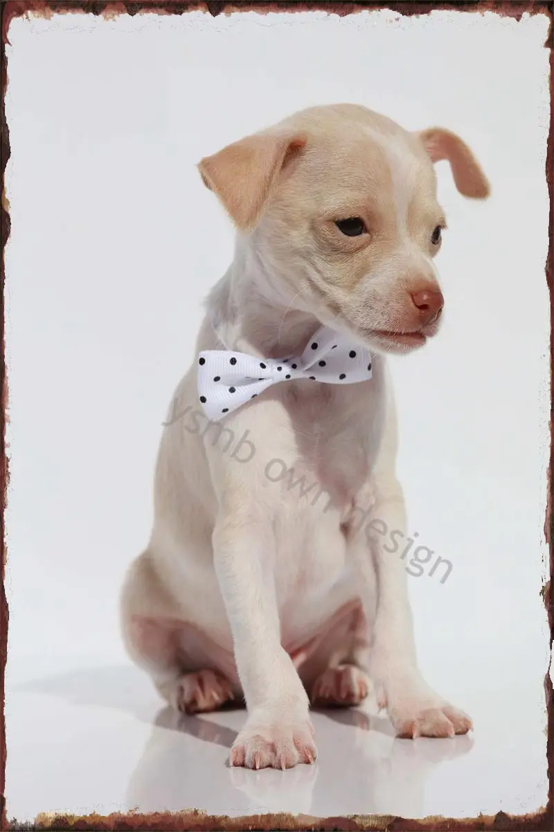 

Жестяной знак чихуахуа, жестяные пластины, декор для стен, декор комнаты, Ретро винтажный металлический знак для искусства, кафе, паба, дома, ...