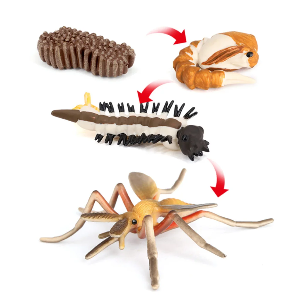 

Life Cycle of Mosquito Hatchery Growth Figures Model Kids Imagination Toys