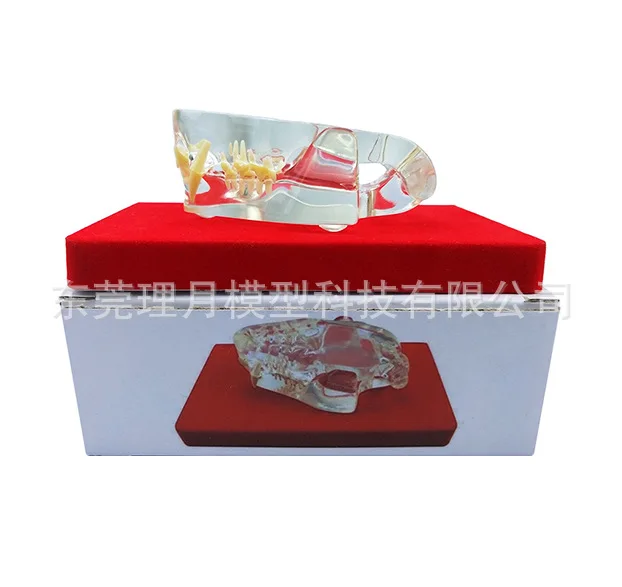 Прозрачная модель зуба кошки прозрачный зуб собаки животного фелидэ высокого