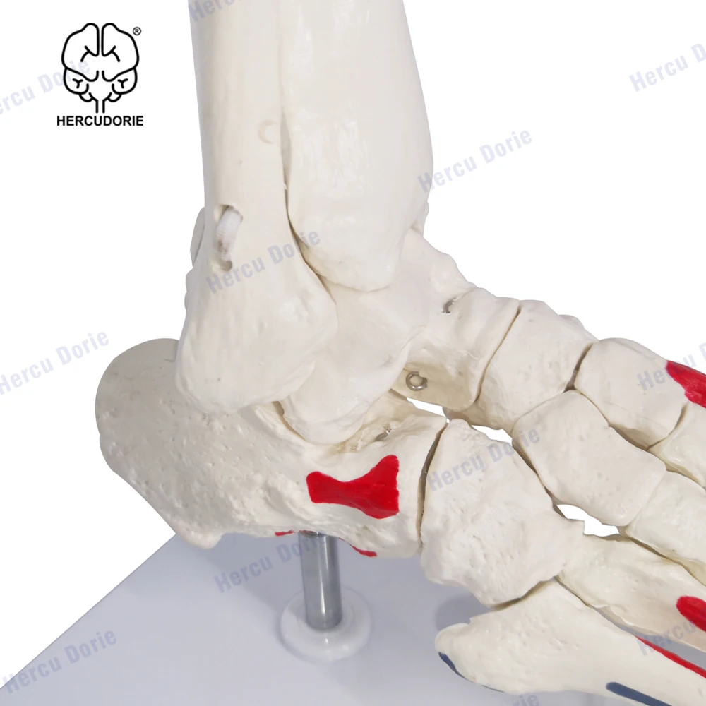 

Scientific Skeletal Foot Model with Ankle | Foot Bones and Joints Bound with Wire Showing Natural Range of Motion | Comes on Bas