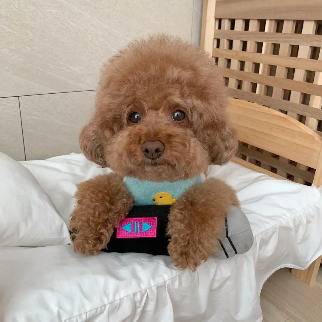 Ins модная игрушка для собак Ktv с микрофоном погремушка тренировок комната песен