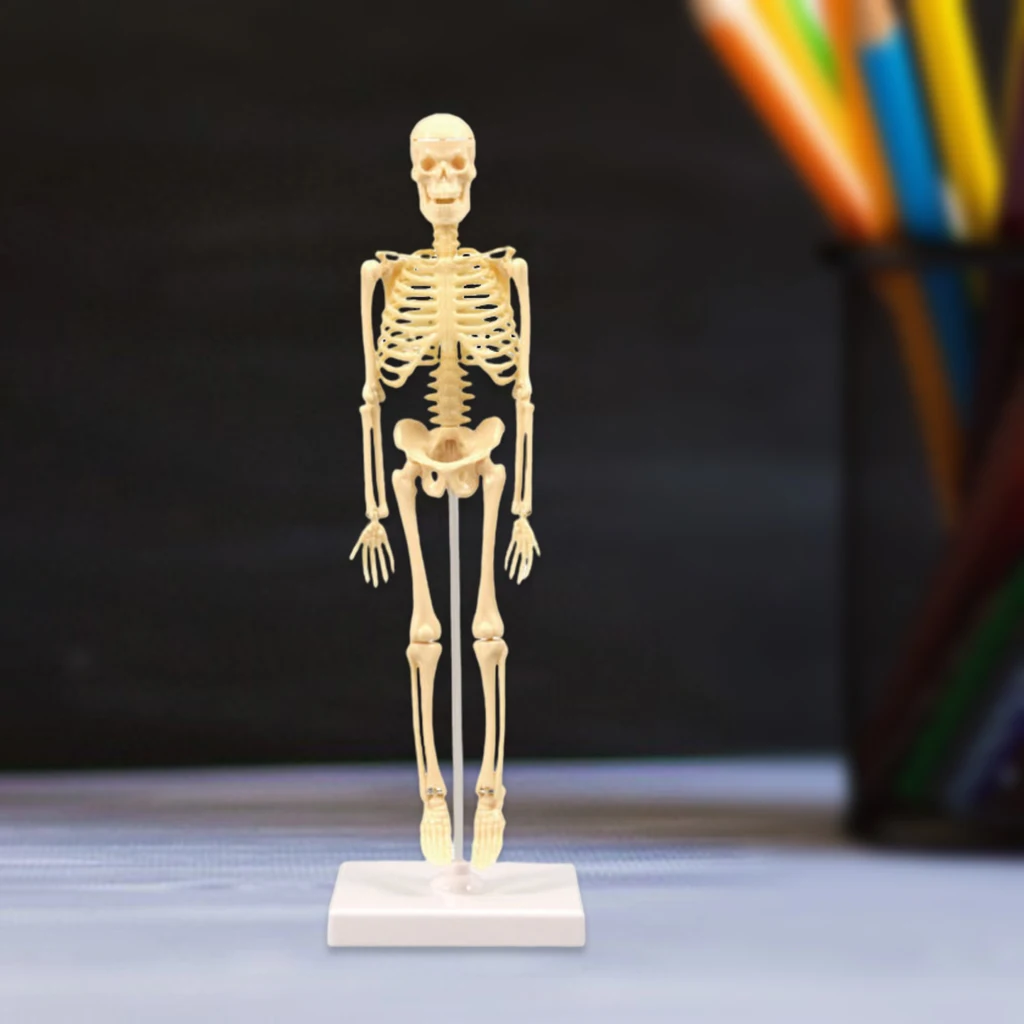 Model Realistic Body Anatomy for Learning Science Teaching | Игрушки и хобби