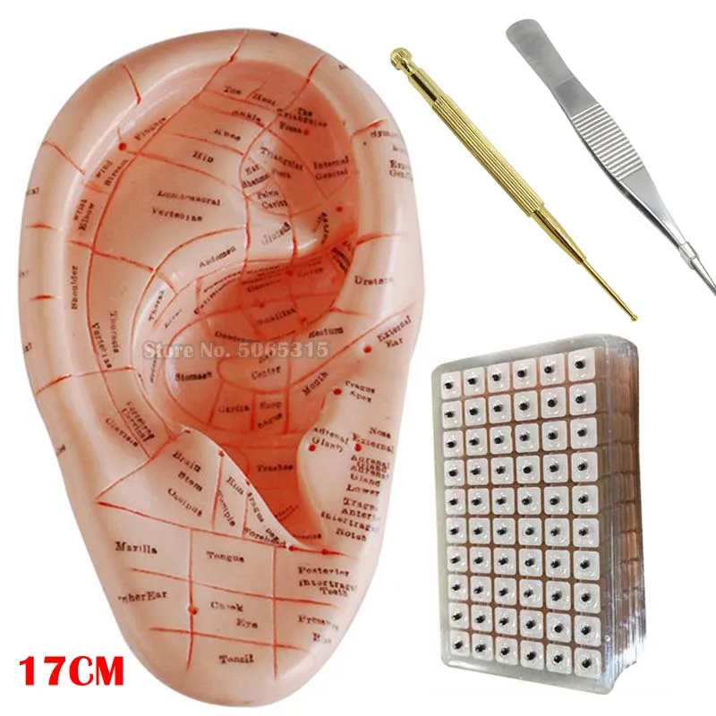 

English ear press seed Auricular Vaccaria seed with ear probe 600pcs paste 17cm Silica gel ear model