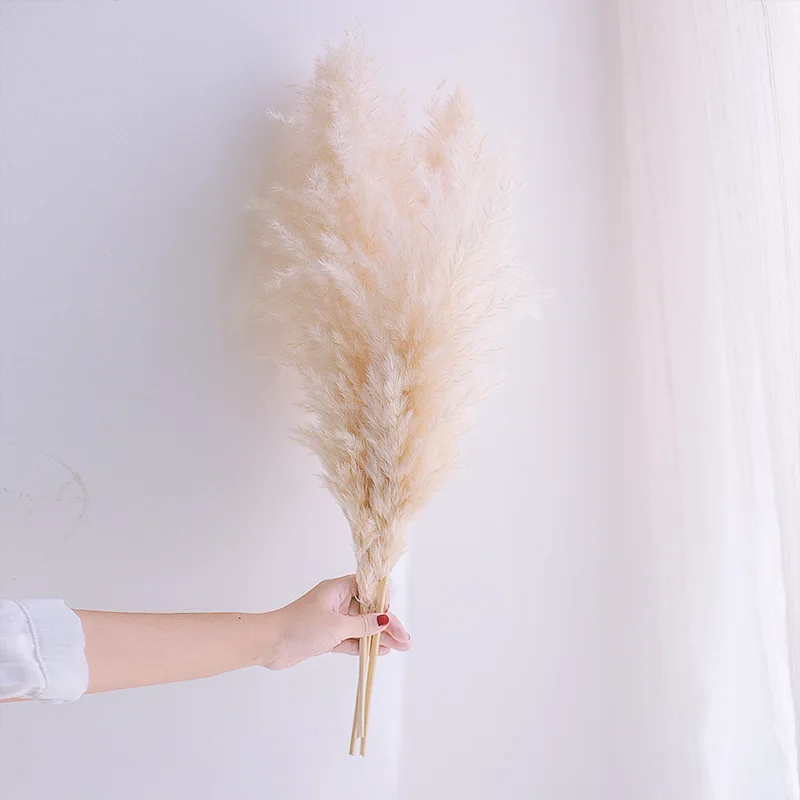

3/5/10PCS 60CM Cream Beige Pampas Grass Natural Dried Flower Big Bouquet Wedding Flower Ceremony Modern Home Decoration