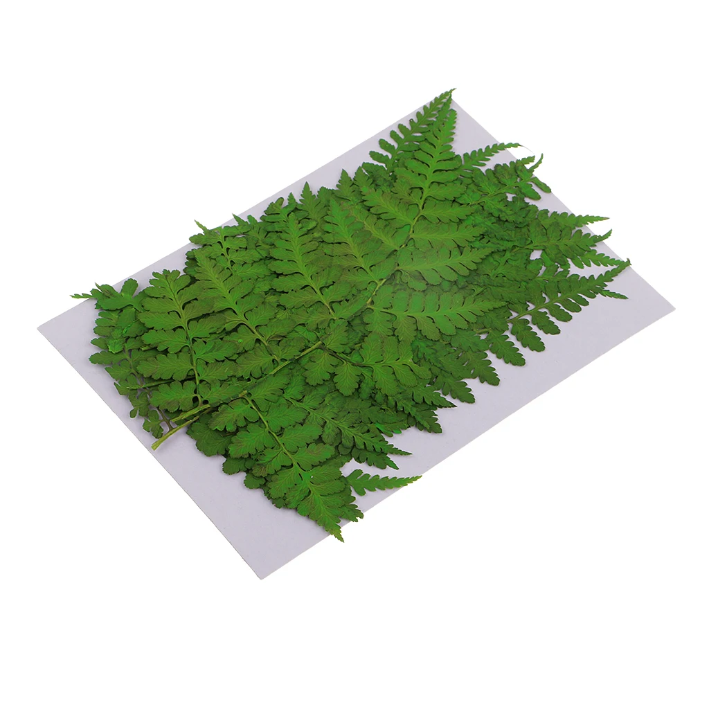 12x прессованный высушенный цветок сухие листья для рукоделия Искусство ремесло