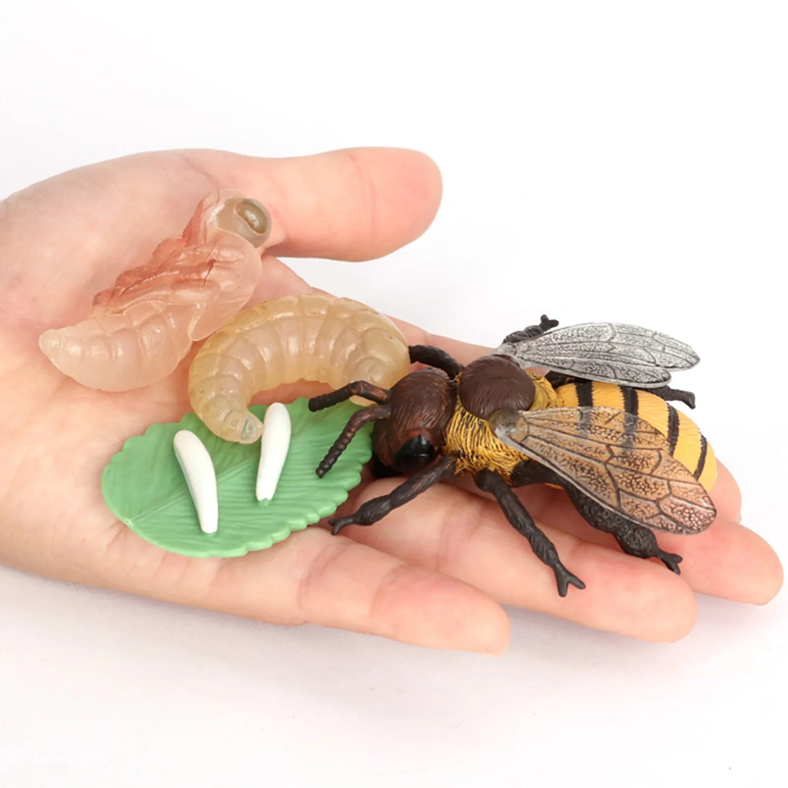 

Life Cycle of Animals Insect - Swan, Cicada, Salmon, Bee from Eggs to Adults -
