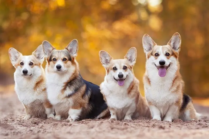 Полевая собака деревянная головоломка 1000 шт. ersion белая карта взрослые детские