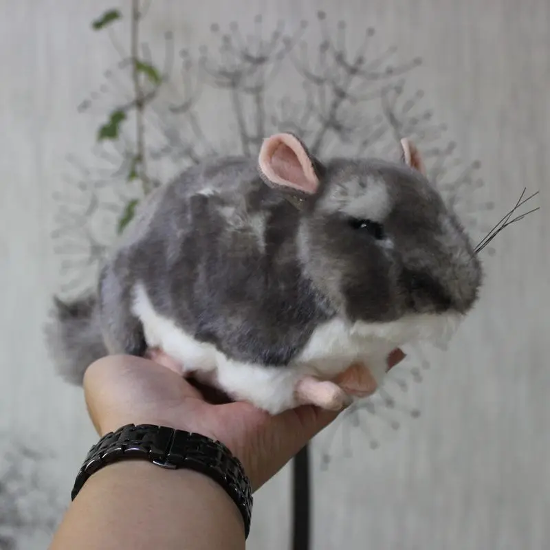 Kawaii имитация шинчлидэ плюшевые игрушки мини Шиншилла плюшевая кукла мыши мягкие