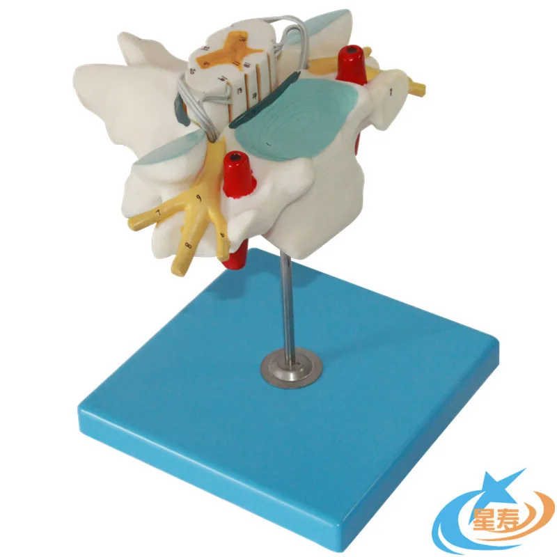 Анатомия человека из пвх увеличивает шейный позвоночник и спинномозговой нерв