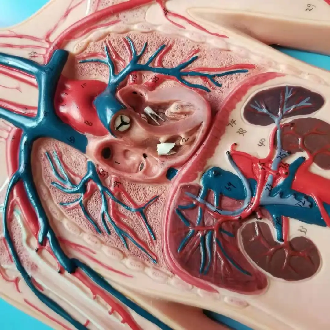Анатомическая модель системы кровообращения ISO | Канцтовары для офиса и дома