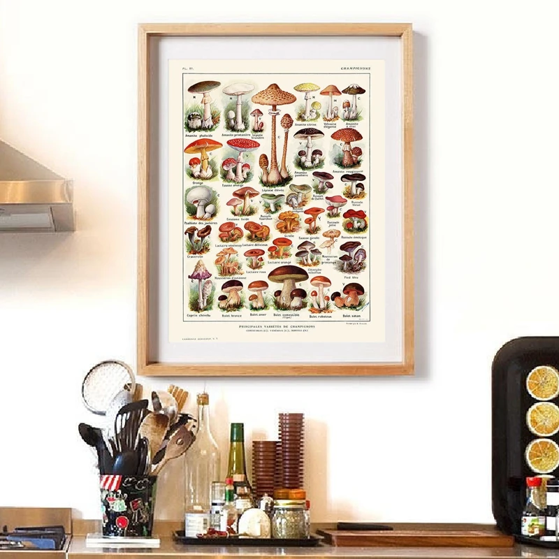 Грибная диаграмма постер винтажная ботаническая иллюстрация принт микология
