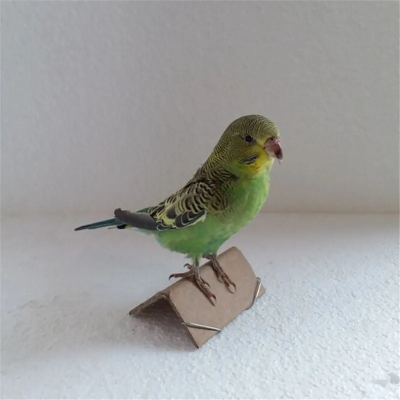 

Bird Taxidermy Stuffing Eurasian Green Colour Melopsittacus Undulatus Budgerigar Budgie Parrot specimen Teaching Decoration Gift