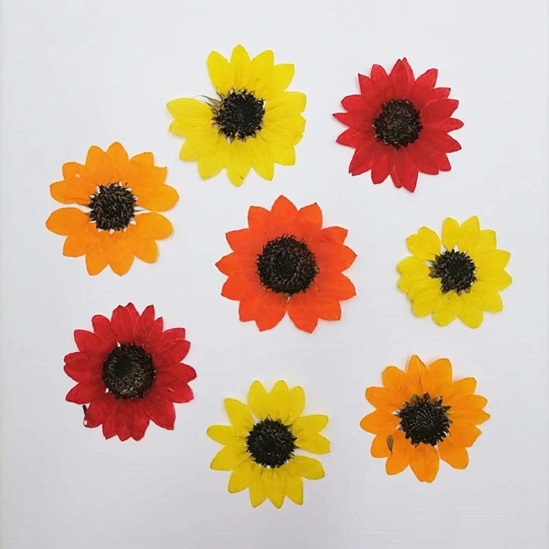 

30pcs Pressed Dried Sunflower Flower For Epoxy Resin Jewelry Making Makeup Face Bookmark Photo Frame Nail Art Craft DIY