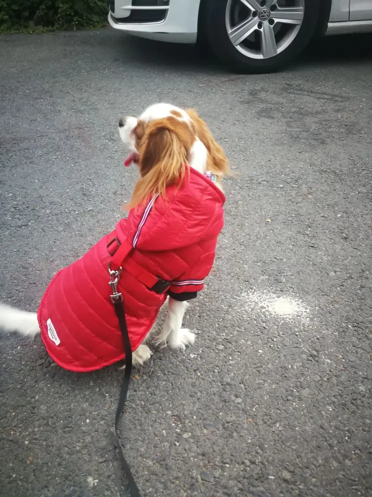 Одежда для маленьких собак зимняя одежда чихуахуа куртка и пальто домашних
