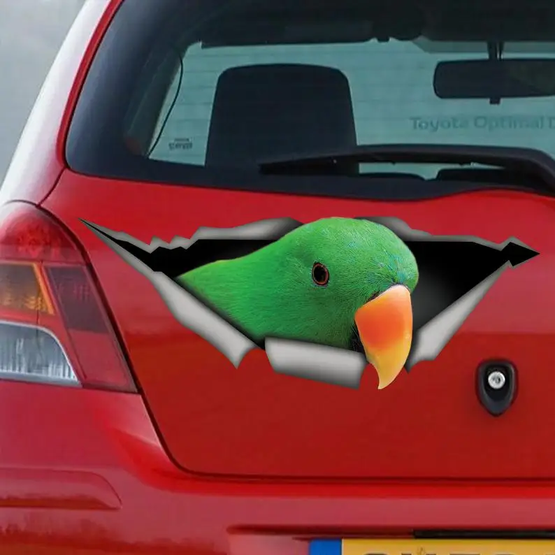 

2021 Eclectus roratus car decal, funny car sticker, bird decal, Eclectus sticker