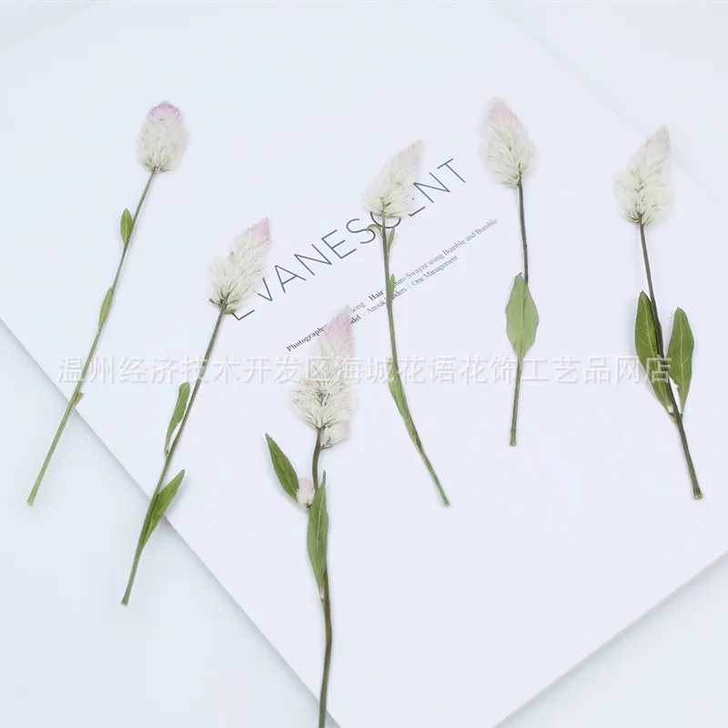 Фоторамка с высушенными цветами клей для самостоятельной сборки | Украшения и