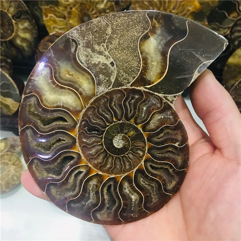 AAA + 600 г натуральный аммонит PRETTY NAUTILUS мадагаскарский ископаемый Цвет Бесплатная