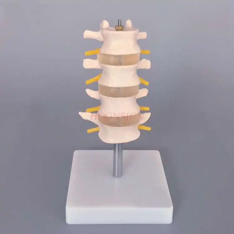 

Lumbar vertebra model skeletal intervertebral disc nerve 1: 1 spine spine structure orthopedics medical teaching mold stereo