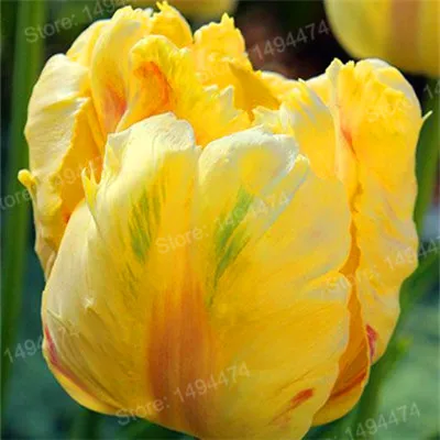 Золотой 100pcs Tulip flores White Blue Purple mixed color Flower plantas bonsai flower plante colorful plants for home garden - Цвет: Золотой