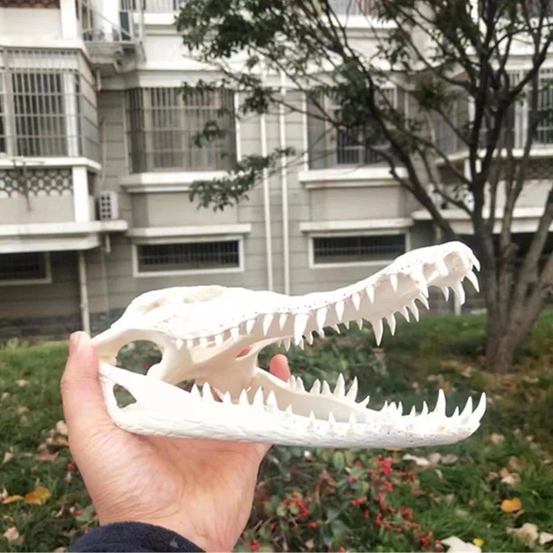 

1Pcs Real Animal skull Amphibian crawl Taxidermy 8-12Inch (From the farm)