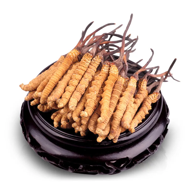 

Wild Cordyceps, Whole Himalyan Cordyceps Sinensis Mushroom, Boost Energy, Reduce Stress for Men and Women
